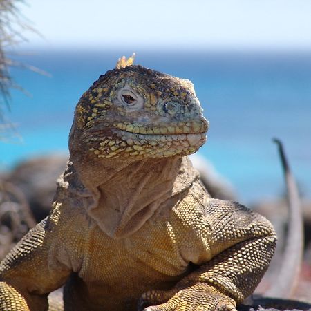 Pikaia Lodge Santa Cruz Island Екстериор снимка